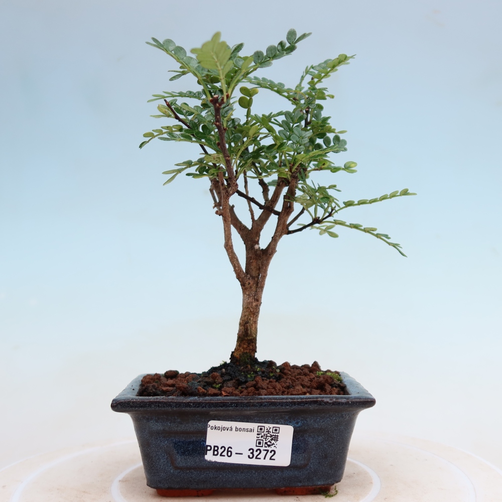 Kamerbonsai - Zantoxylum piperitum - peperboom