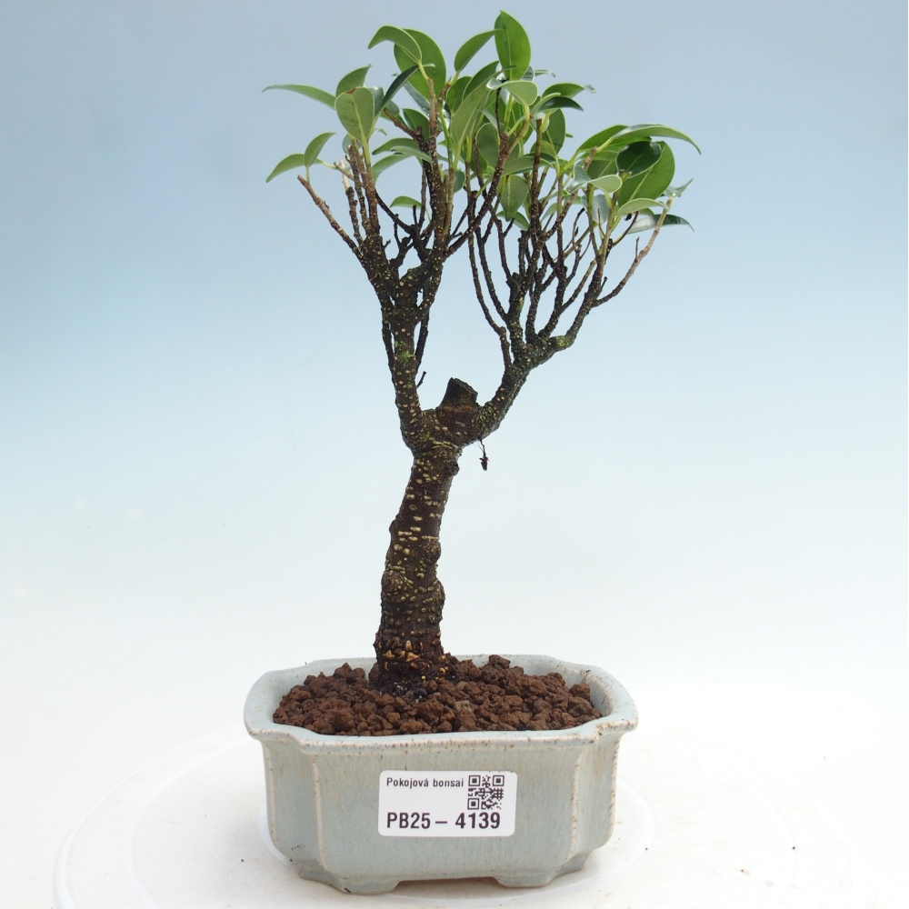 Kamer bonsai Ficus retusa kimmen