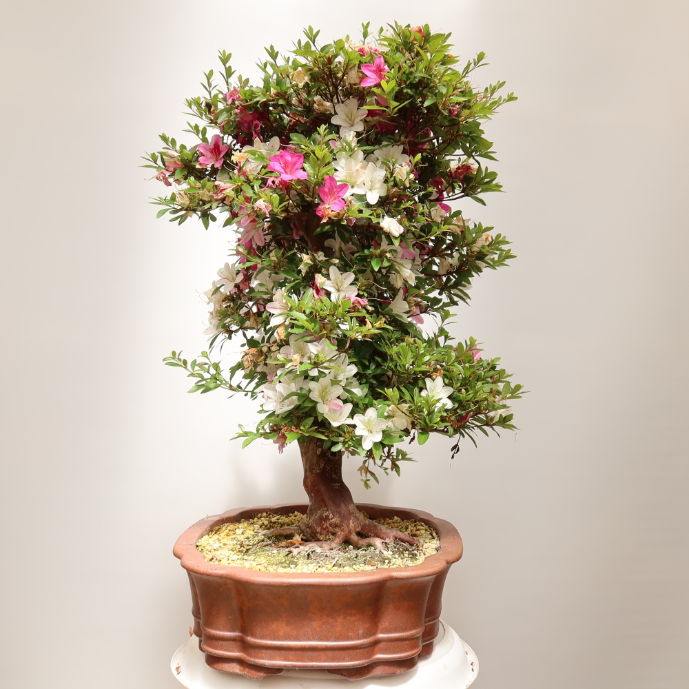 Bonsai voor buiten - Japanse Azalea - Azalea Shunen