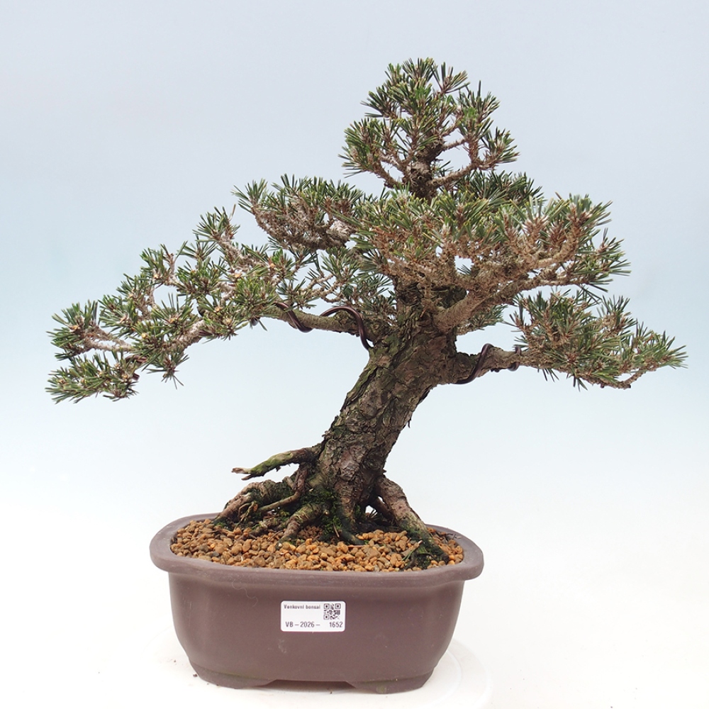 Bonsai voor buiten - Pinus thunbergii Kotobuki - Thunberg den
