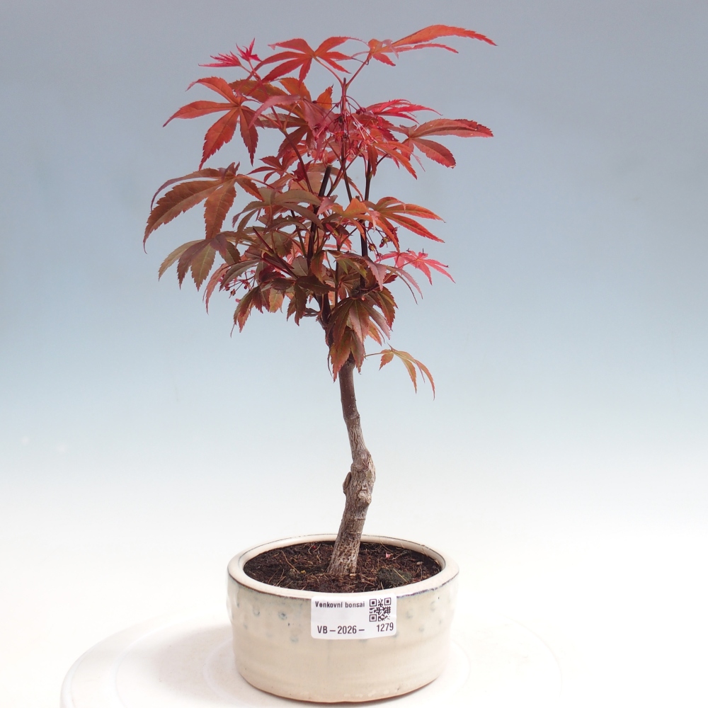 Bonsai voor buiten - Acer palm. Atropurpureum-Javorpalm