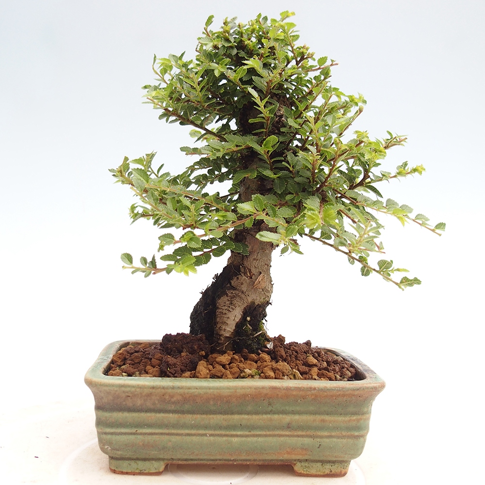 Bonsai voor buiten - Ulmus parvifolia Hokkaido - Chinese iep