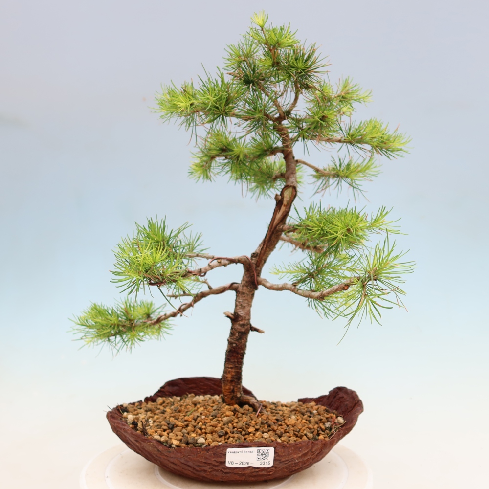 Bonsai voor buiten -Larix decidua - Lariks