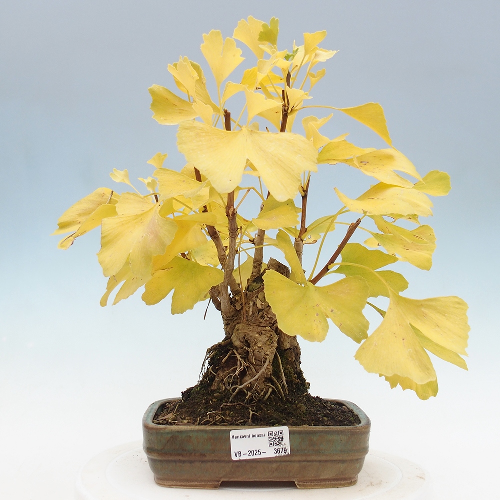 Bonsai voor buiten - Ginkgo biloba