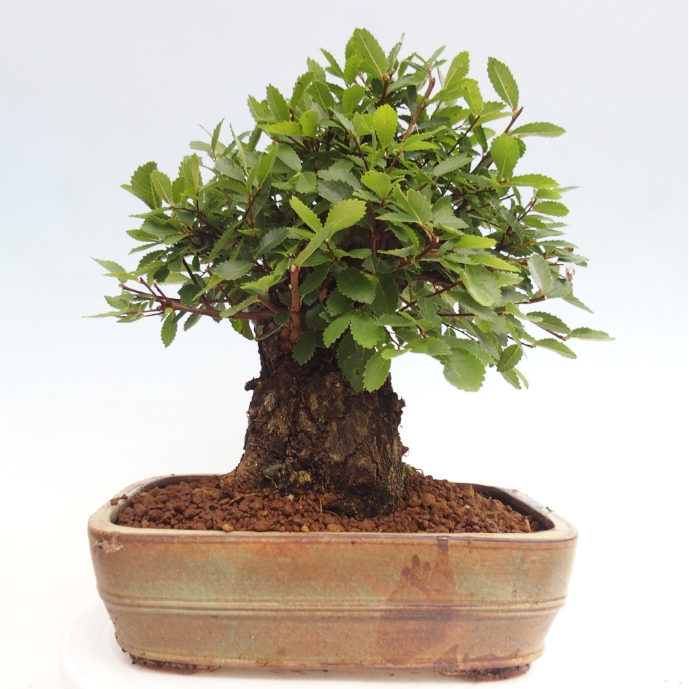 Bonsai voor buiten - Zelkova - Zelkova NIRE