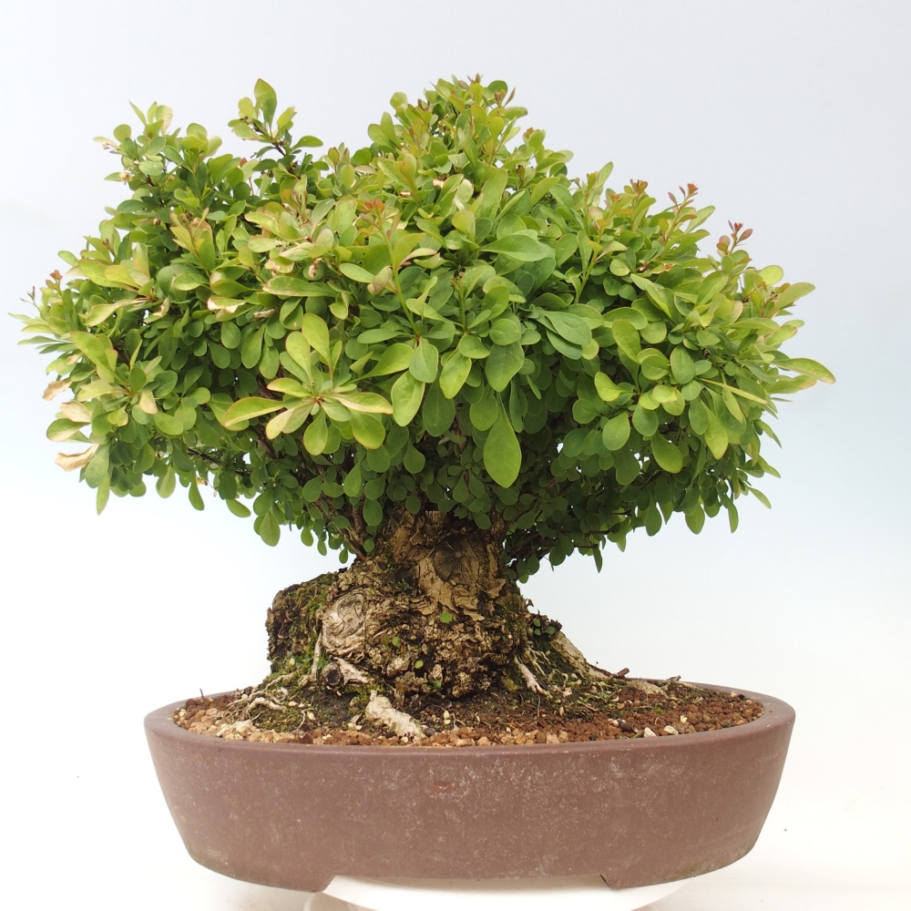 Bonsai voor buiten - Barberry - Berberis thunbergii atropurpurea