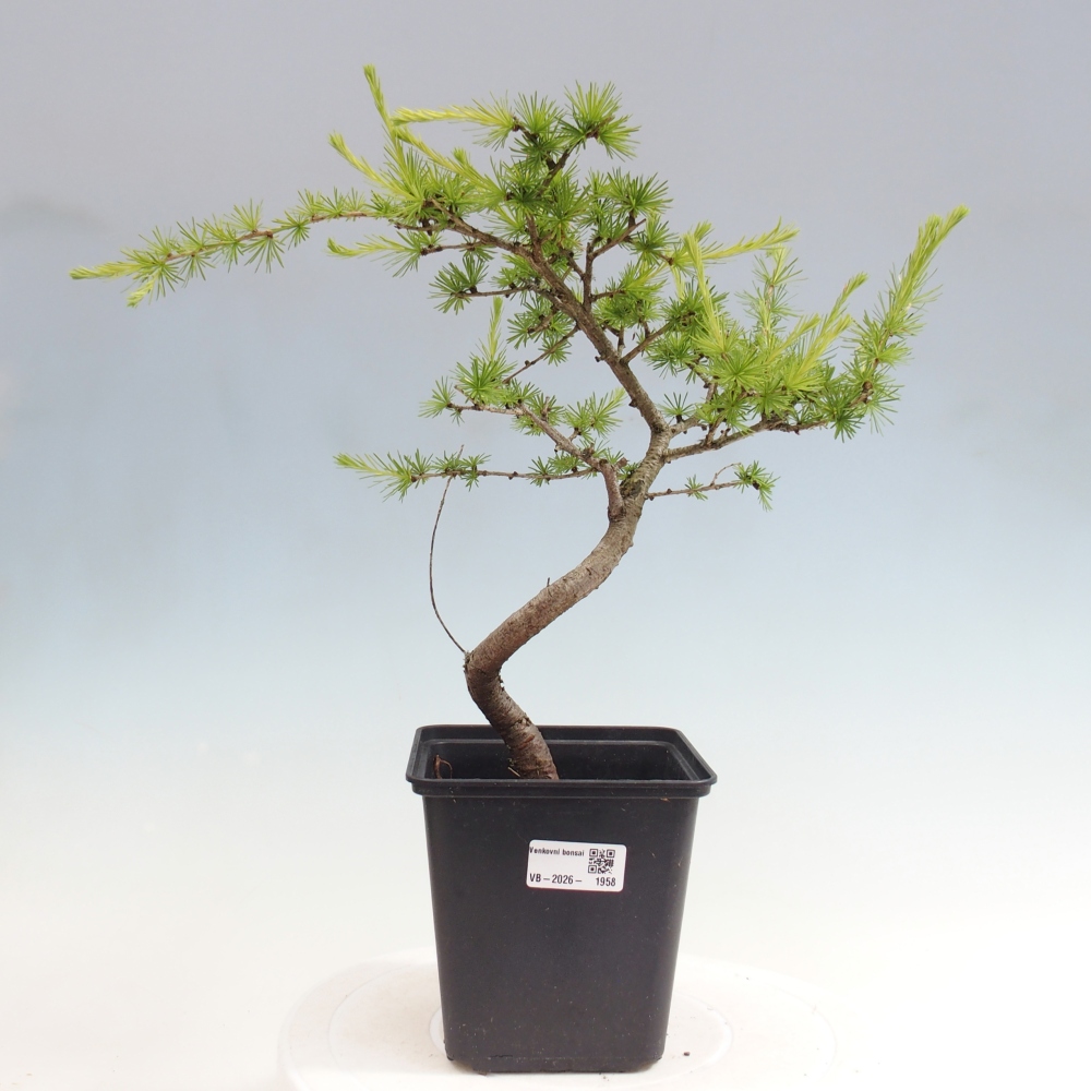 Bonsai voor buiten -Larix decidua - Lariks