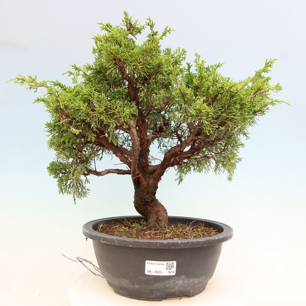 Bonsai voor buiten - Juniperus chinensis Itoigawa-Juniperus chinensis