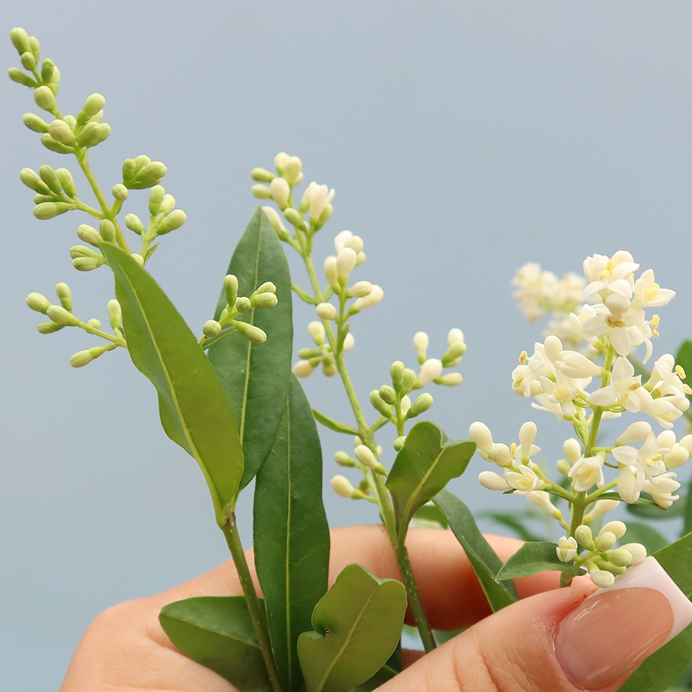 Bonsai voor buiten - Ligustrum vulgare - Vogelsnavel
