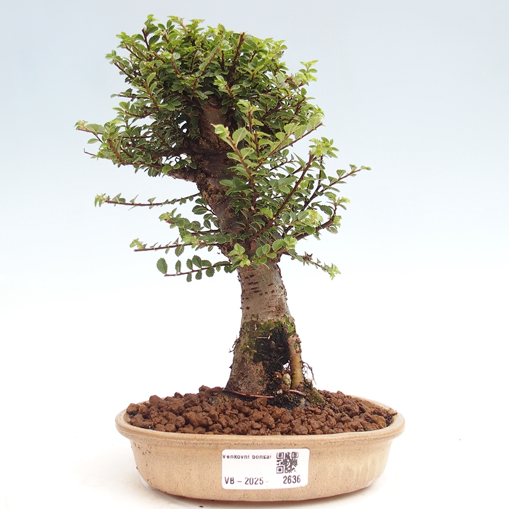 Bonsai voor buiten - Ulmus parvifolia Hokkaido - Chinese iep