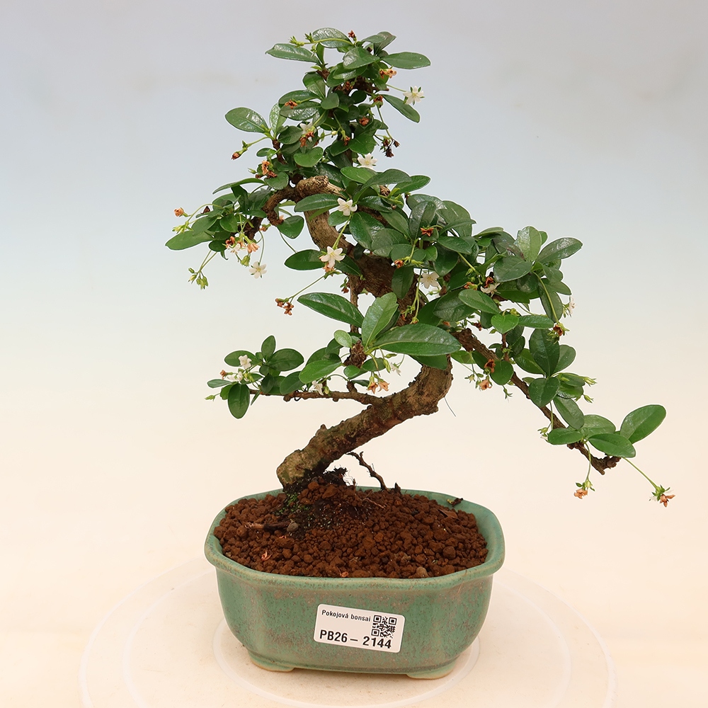 Kamerbonsai - Carmona macrophylla - Thee fuki