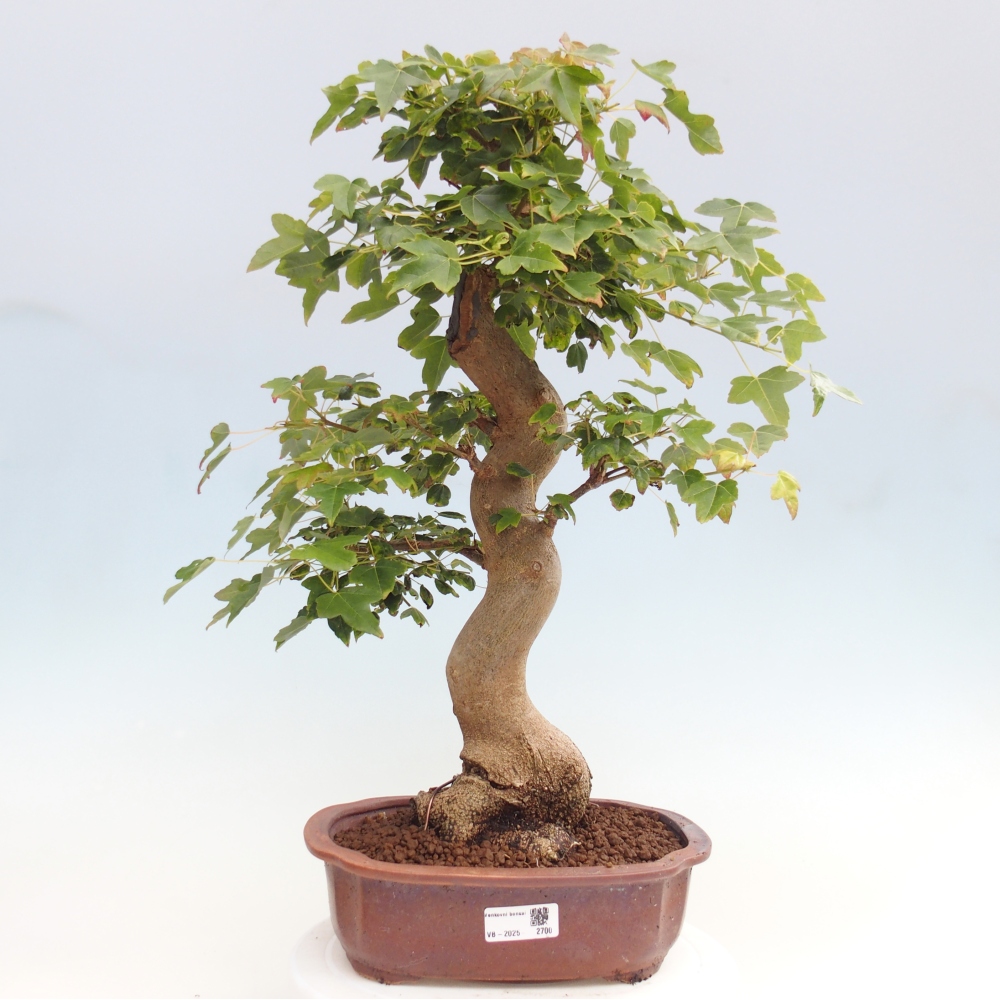 Bonsai voor buiten - Acer Buergerianum - Burgeresdoorn