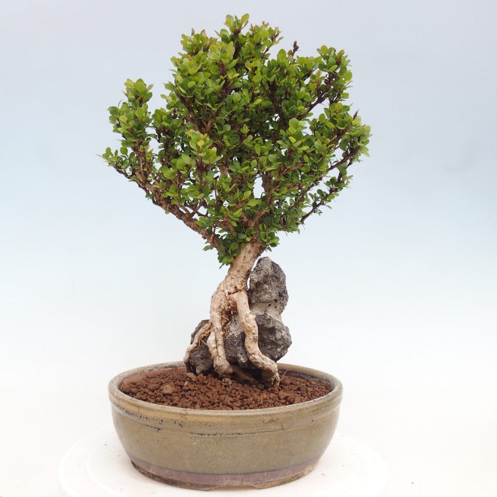 Bonsai voor buiten - Berberis coreana