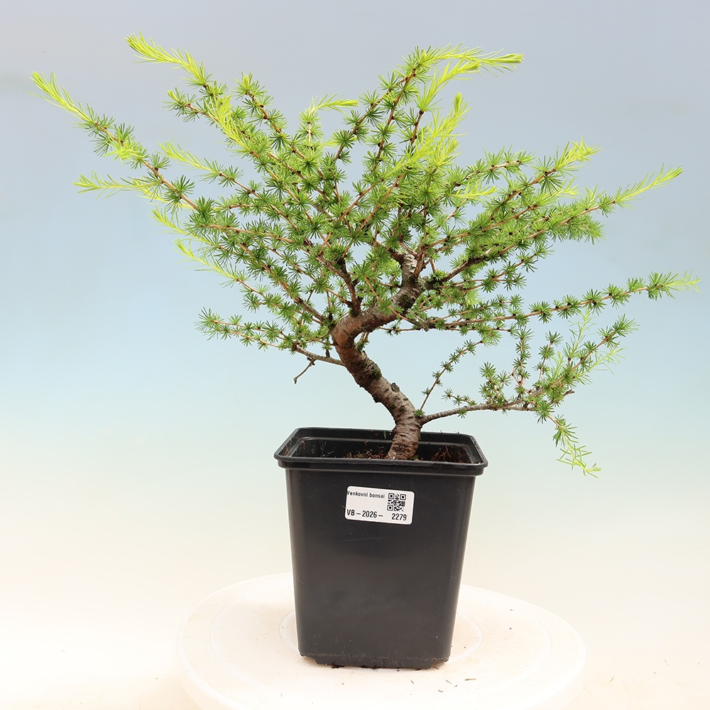 Bonsai voor buiten -Larix decidua - Lariks