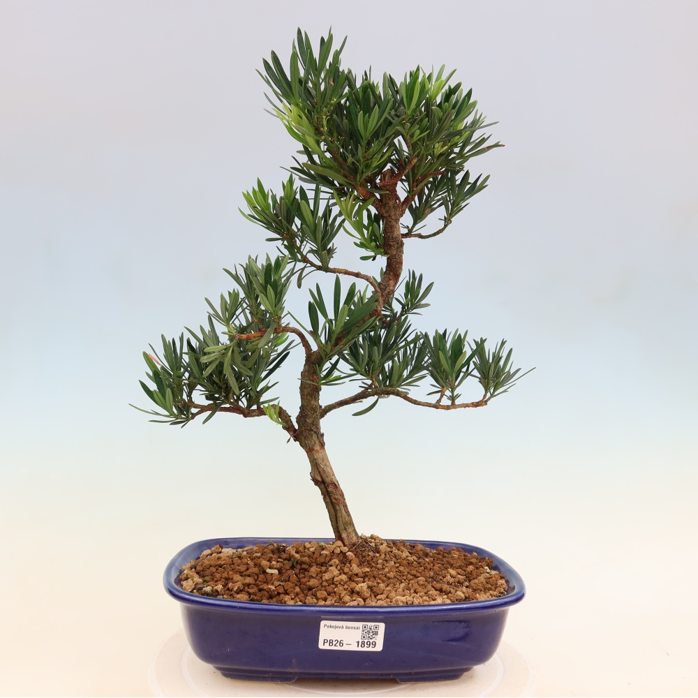 Kamerbonsai - Podocarpus - Taxus