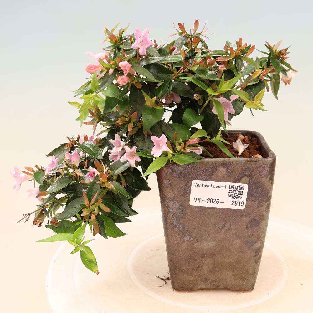 Buitenbonsai - Abelia Edward Goucher - Grootbloemige abelia