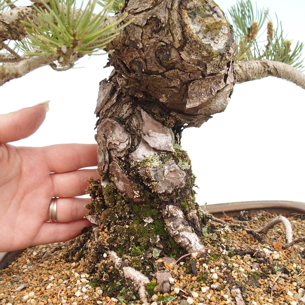 Bonsai voor buiten - Pinus parviflora - Pinus parviflora