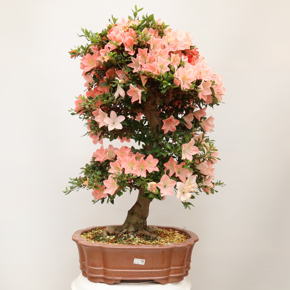 Bonsai voor buiten - Japanse Azalea - Azalea Sansai
