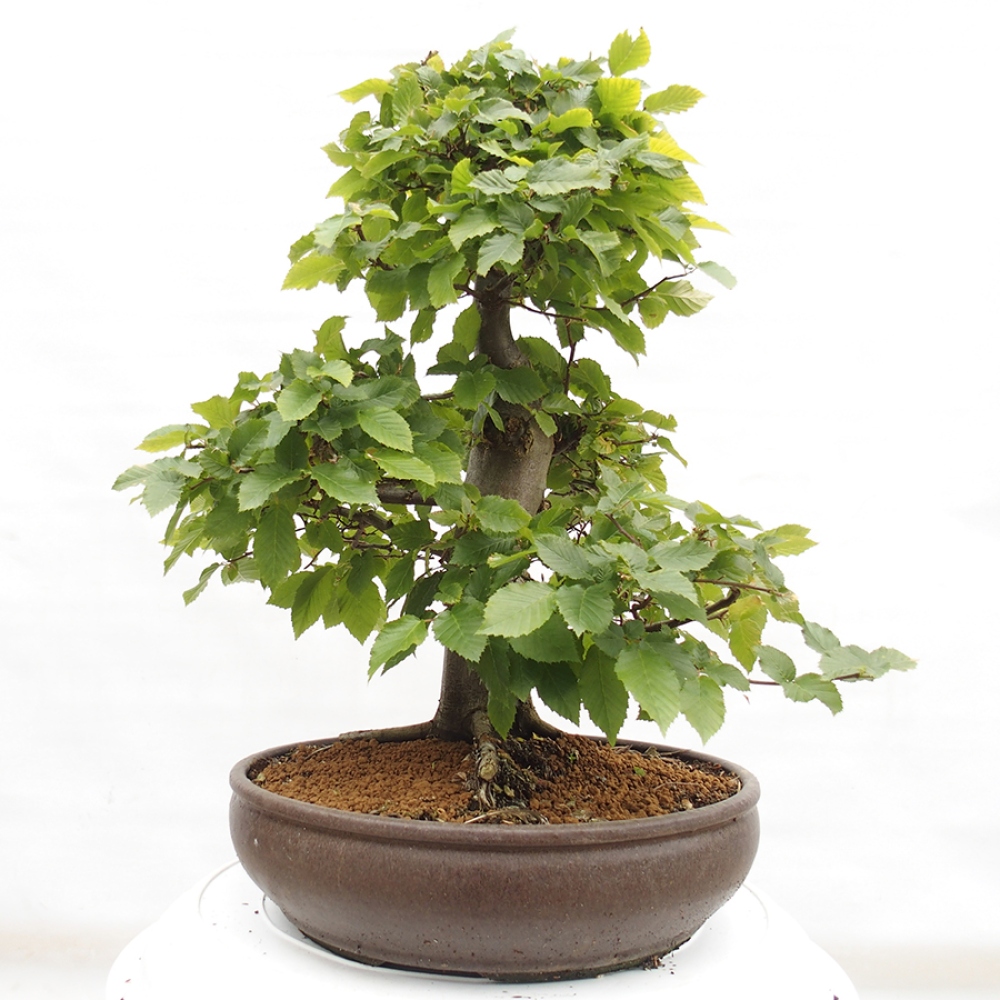Bonsai voor buiten - Haagbeuk - Carpinus betulus