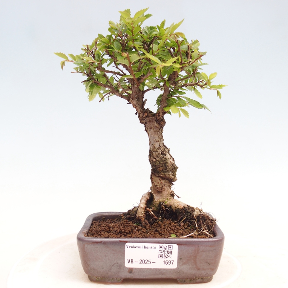Bonsai voor buiten - Zelkova - Zelkova NIRE