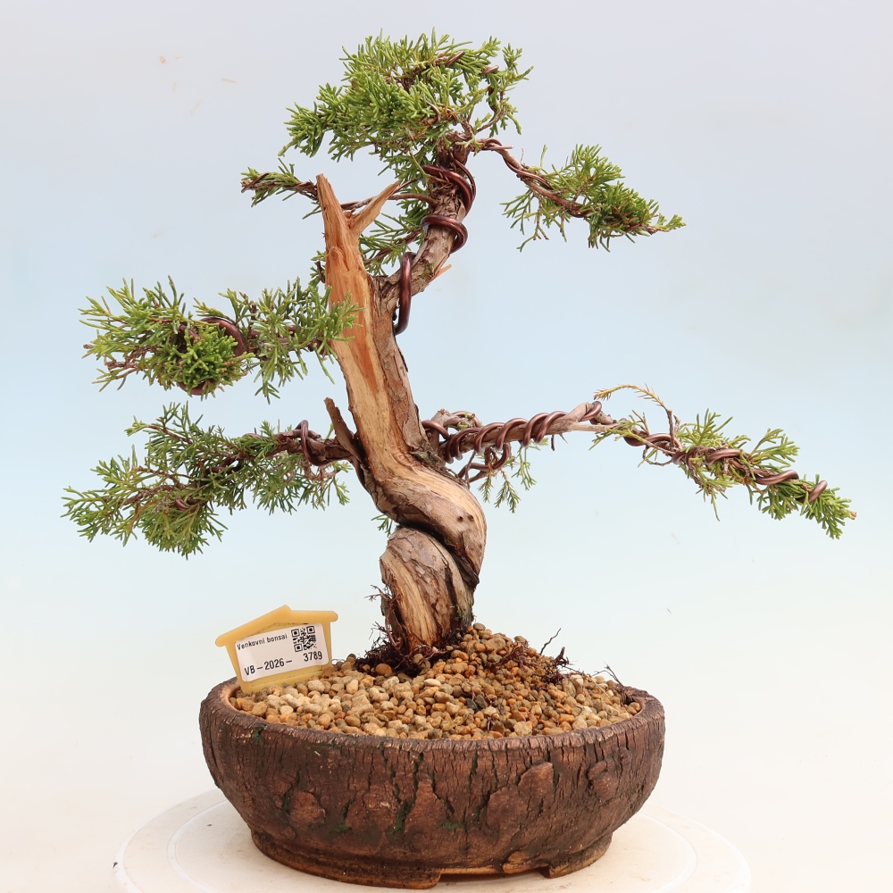 Bonsai voor buiten - Juniperus chinensis Itoigawa-Juniperus chinensis