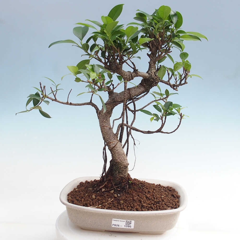 Kamerbonsai - Ficus kimmen - kleinbladige ficus