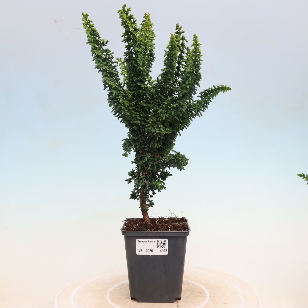 Bonsai voor buiten - Cham. obtusa SEKKA HINOKI - Cipres