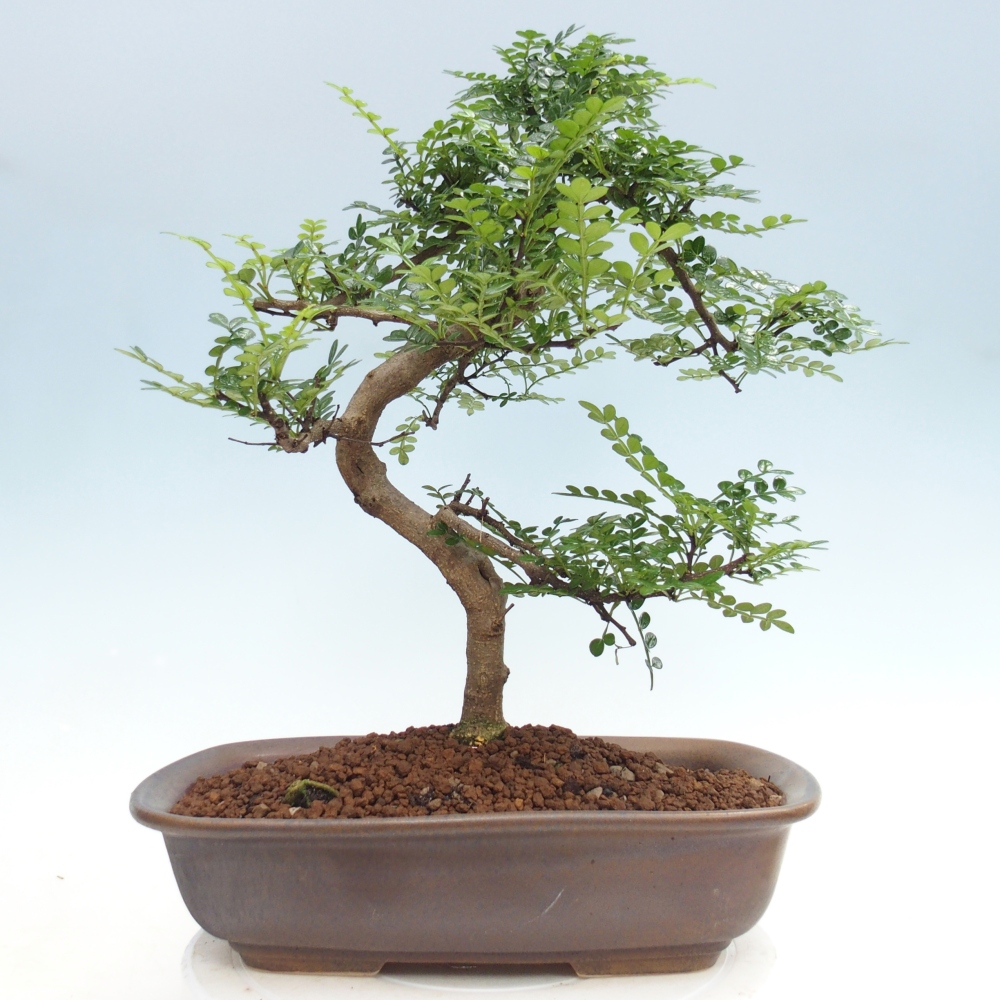 Kamerbonsai - Zantoxylum piperitum - peperboom
