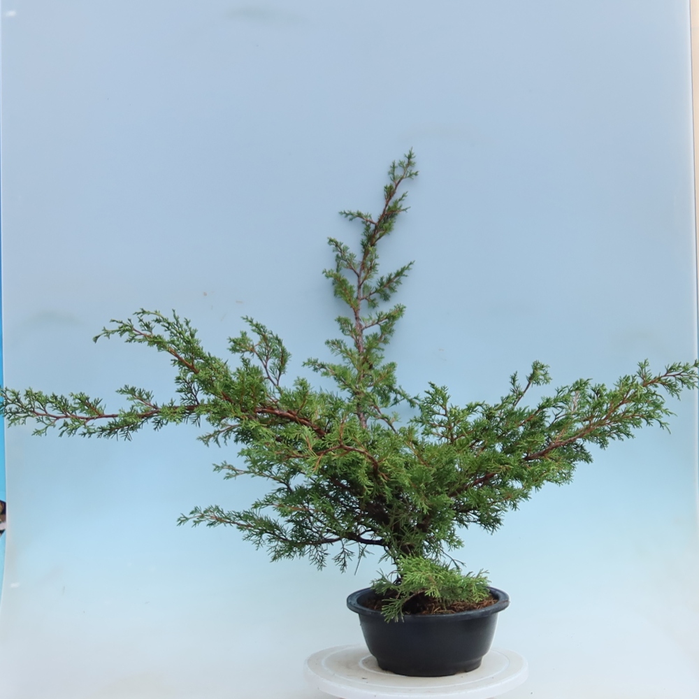 Bonsai voor buiten - Juniperus chinensis Itoigawa - Chinese jeneverbes