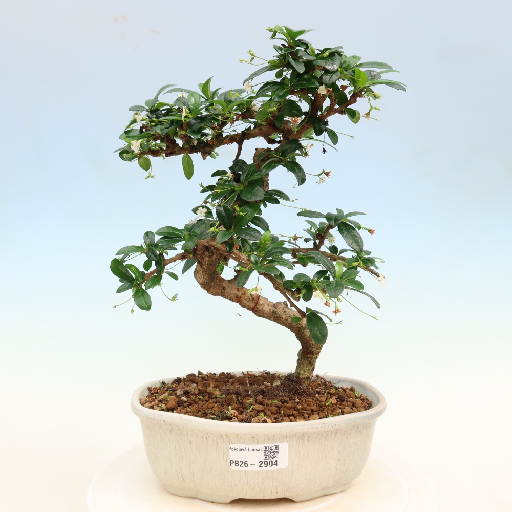 Kamerbonsai - Carmona macrophylla - Thee fuki