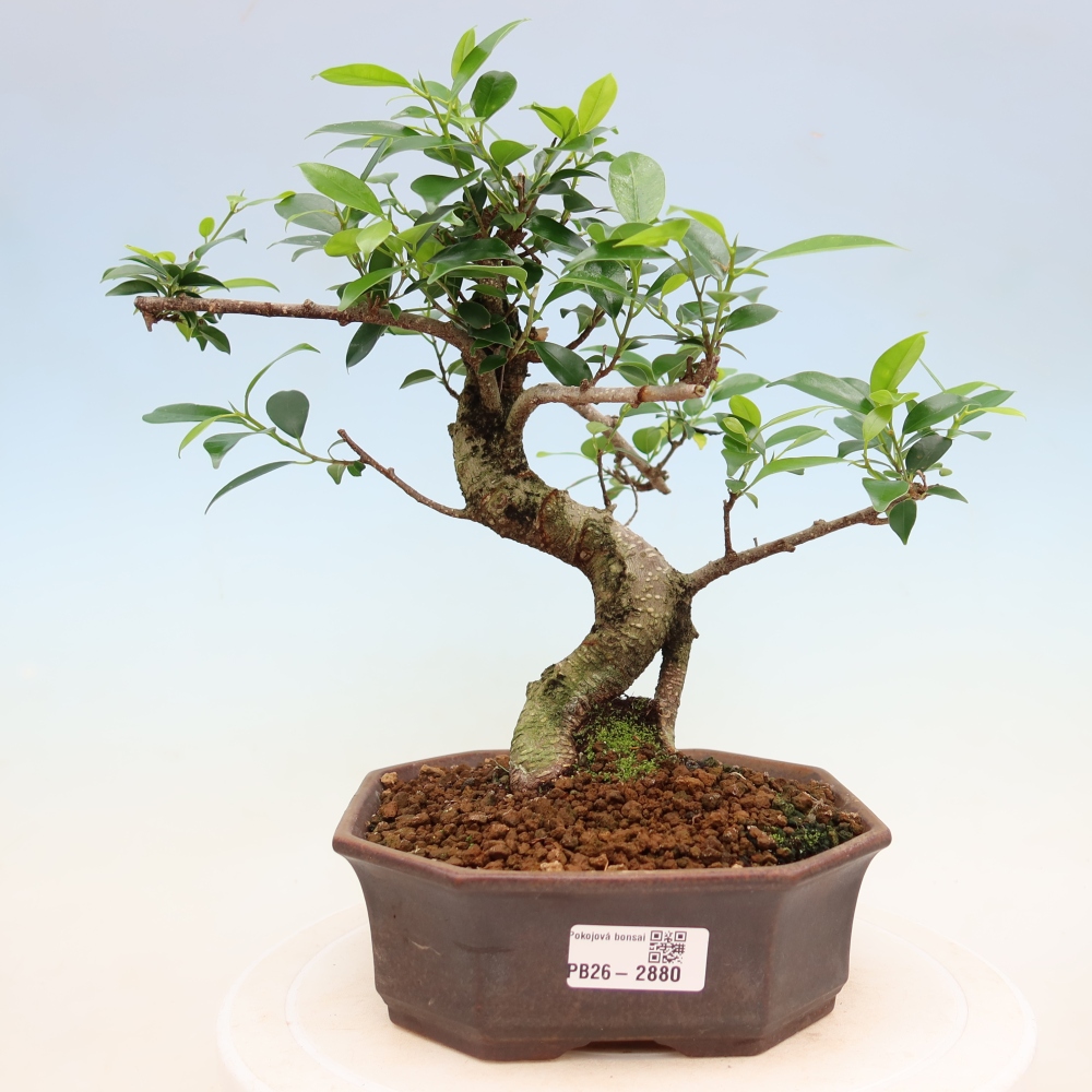 Kamerbonsai - Ficus kimmen - kleinbladige ficus