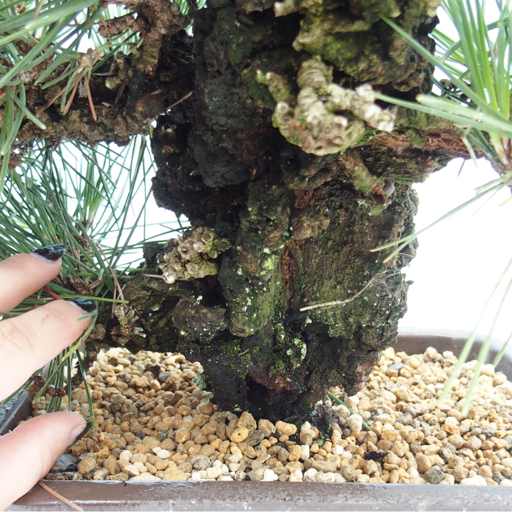 Bonsai voor buiten - Pinus thunbergii - Thunberg den