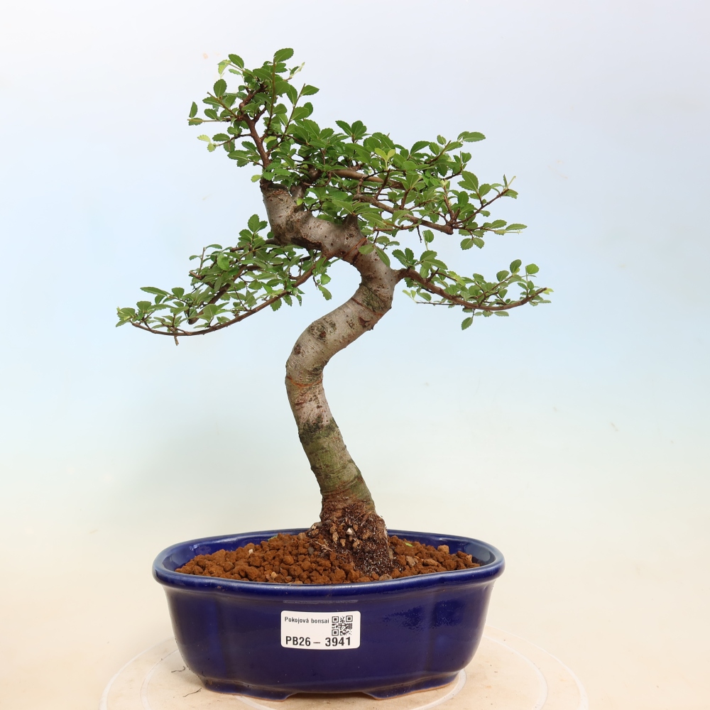Kamerbonsai - Ulmus parvifolia - Winteriep