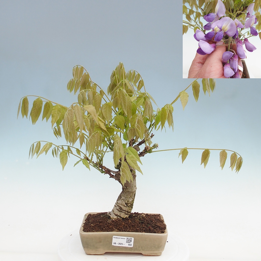 Bonsai voor buiten - Wisteria floribunda