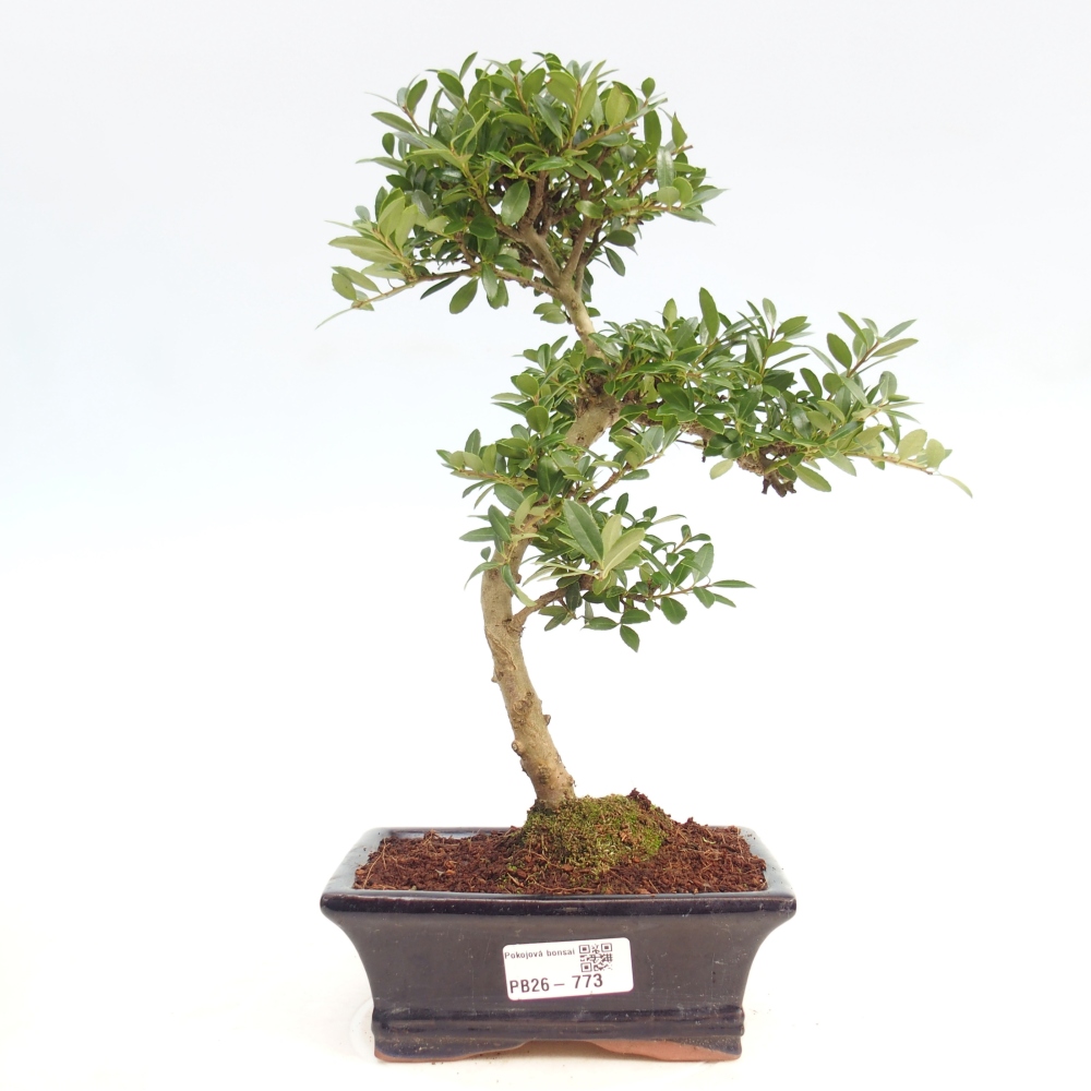 Kamerbonsai - Ilex crenata - Hulst