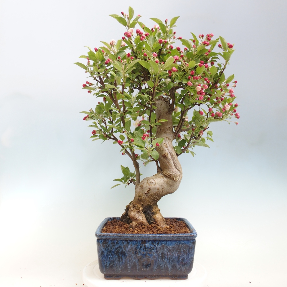 Bonsai voor buiten -Malus halliana - Appelboom met kleine vruchten