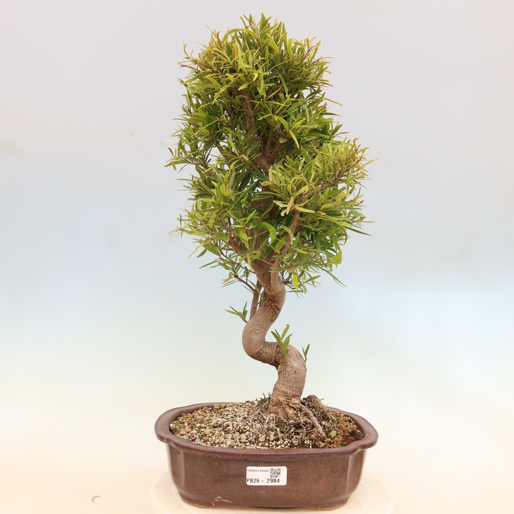 Kamerbonsai - Ficus nerifolia - kleinbladige ficus