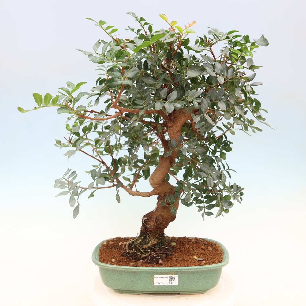 Kamerbonsai - Pistacia Lentiscus - Pistache