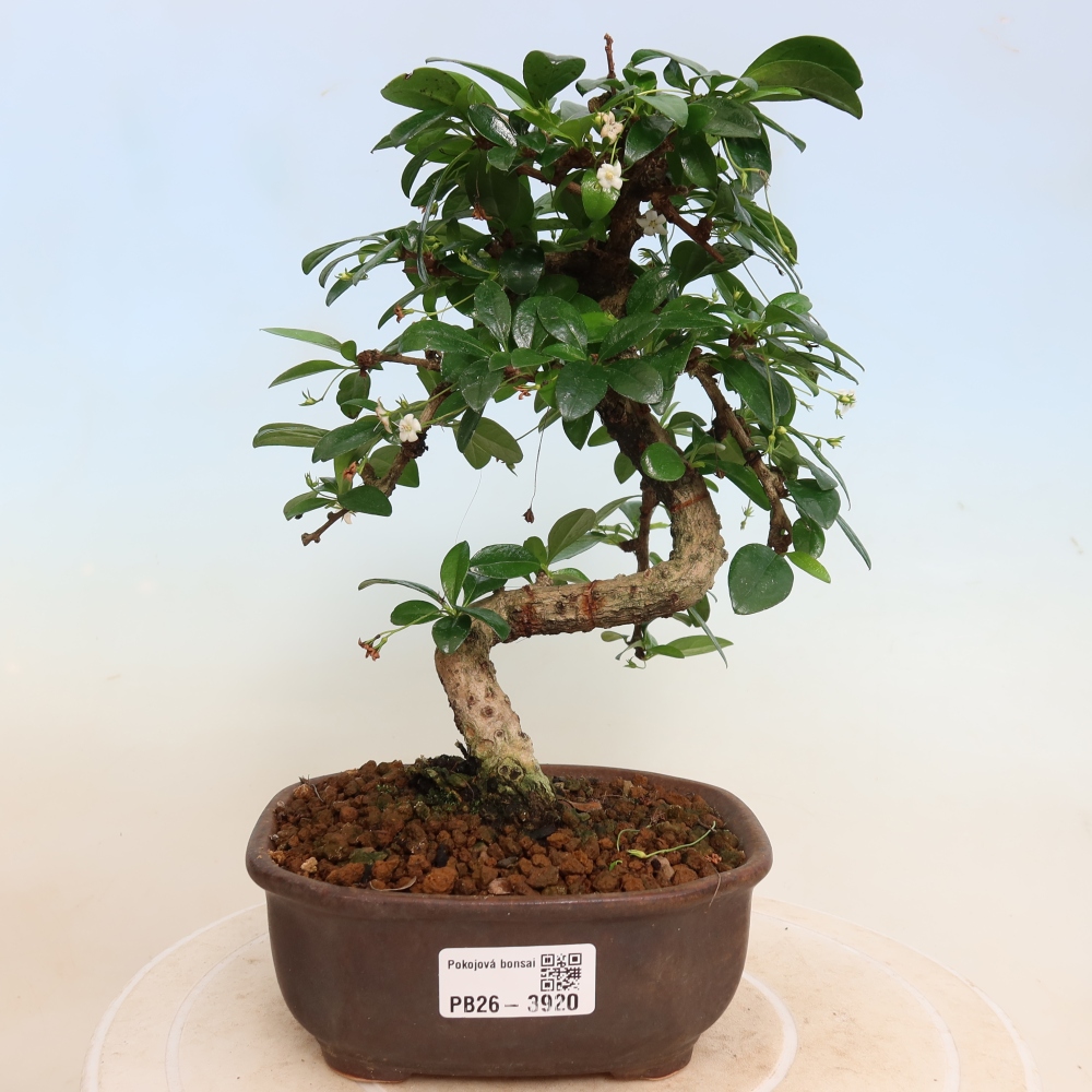 Kamerbonsai - Carmona macrophylla - Thee fuki
