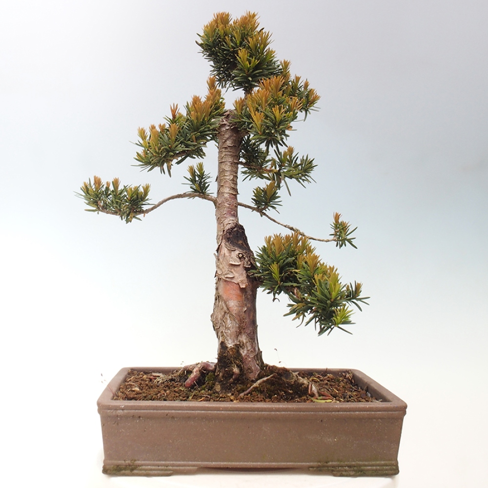 Bonsai voor buiten - Taxus cuspidata - Japanse Taxus