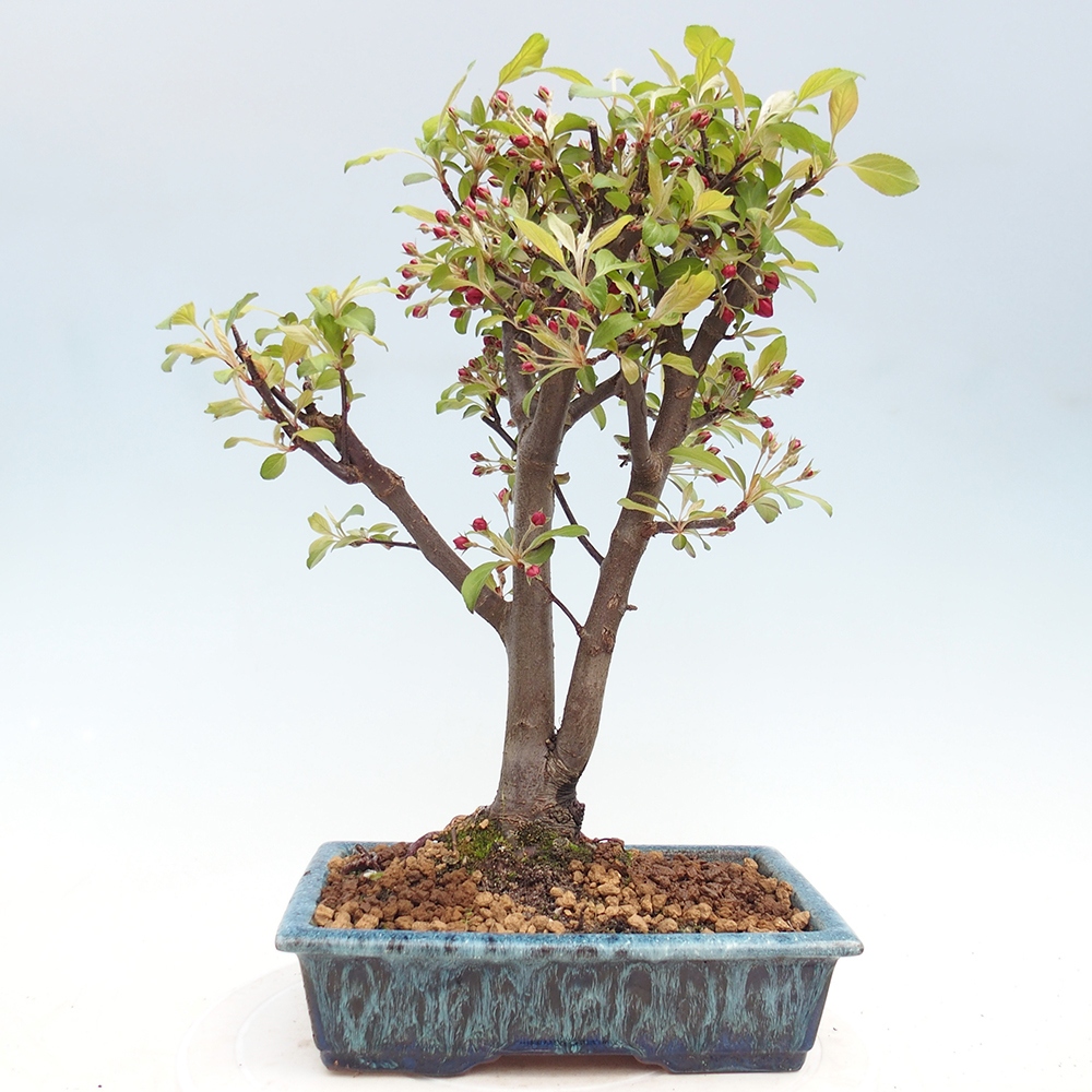 Bonsai voor buiten -Malus domestica - Roodbladige appelboom met kleine vruchten