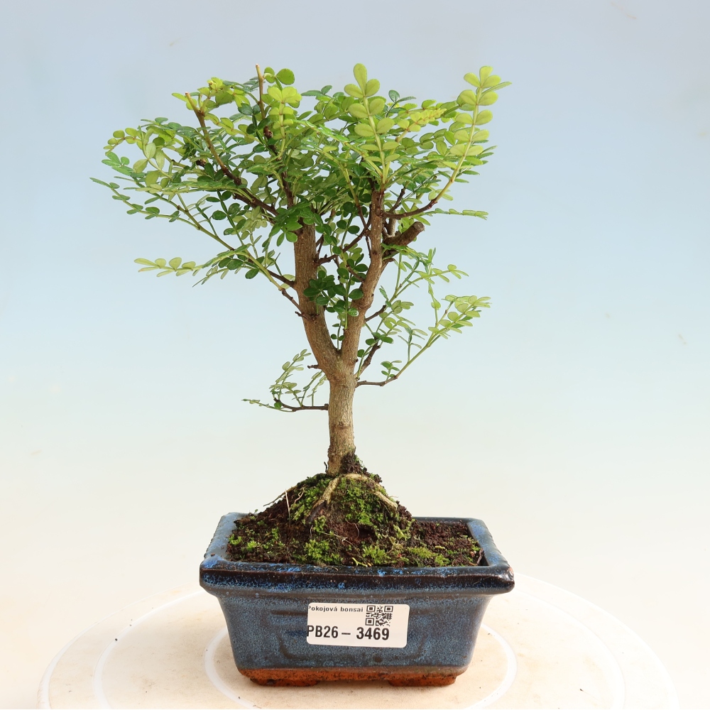 Kamerbonsai - Zantoxylum piperitum - peperboom