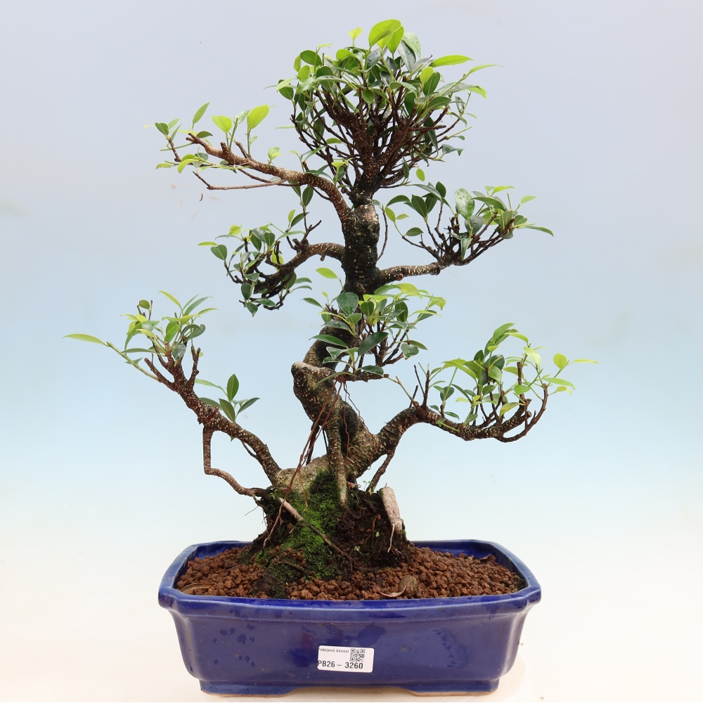 Kamerbonsai - Ficus kimmen - kleinbladige ficus