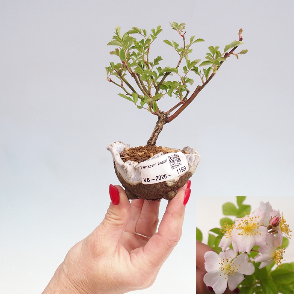 Bonsai voor buiten - Rosa sp. - kleinbloemige roos