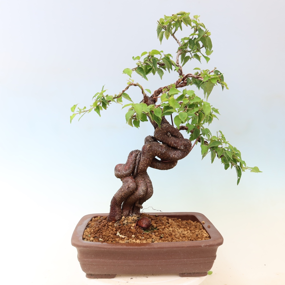 Bonsai voor buiten – Japanse abrikoos – Prunus Mume