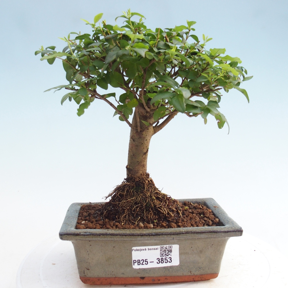 Kamerbonsai -Ligustrum chinensis - Vogelsnavel