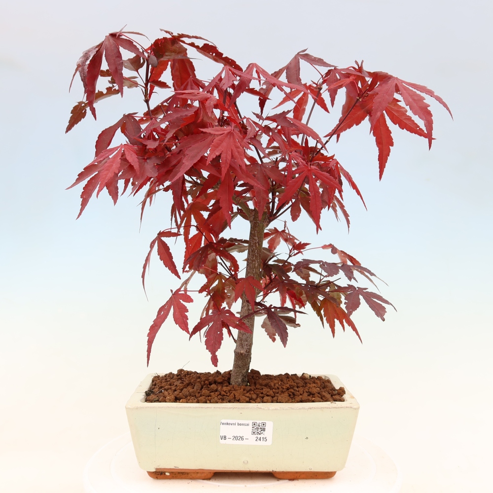 Bonsai voor buiten - Acer palm. Atropurpureum-Javorpalm