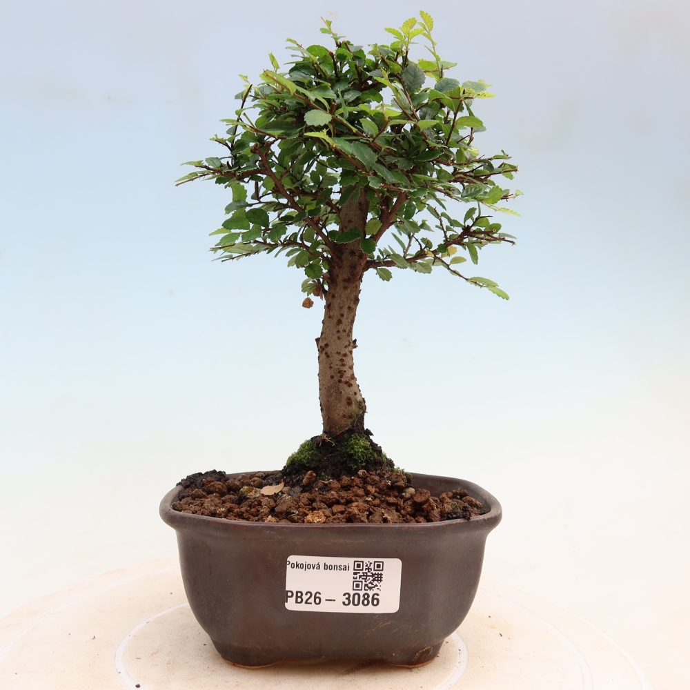 Kamerbonsai - Ulmus parvifolia - Winteriep