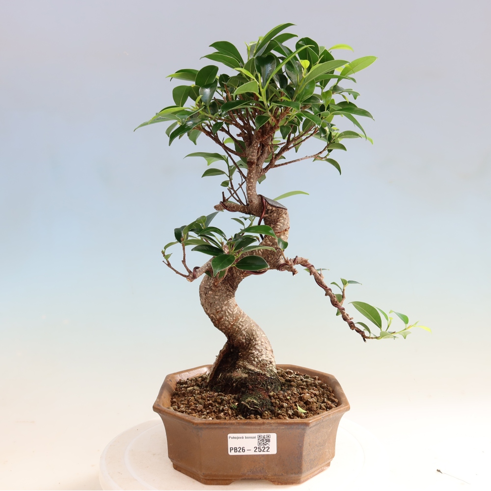 Kamerbonsai - Ficus retusa - kleinbladige ficus