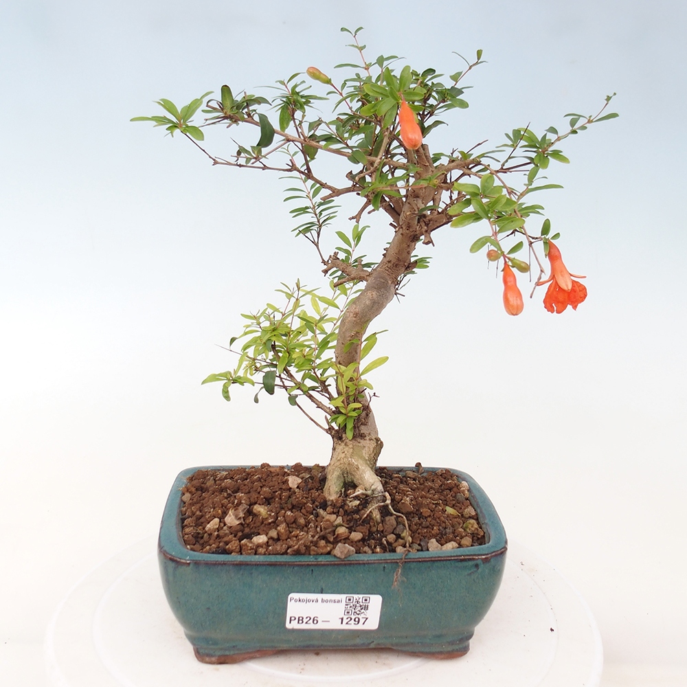 Kamerbonsai-PUNICA granatum nana-Granaatappel